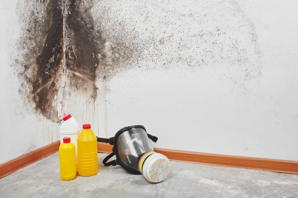 Best Mold Removal Company Near Me  in Heyburn, ID