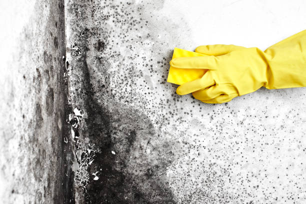 Best Mold Remediation  in Heyburn, ID