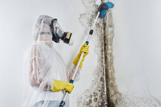 Best Fast Mold Removal  in Heyburn, ID