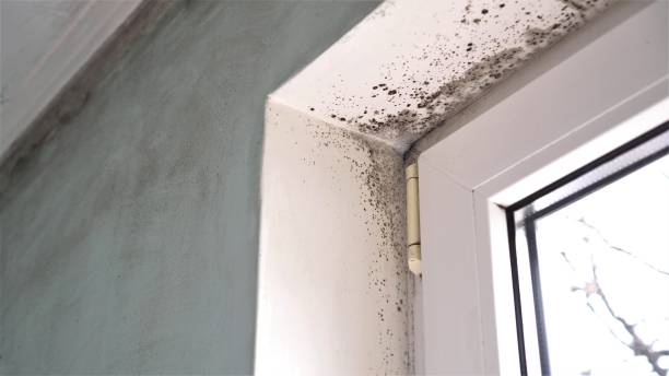 Best Crawl Space Mold Removal  in Heyburn, ID