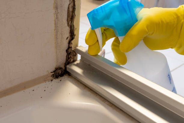 Home Mold Removal in Heyburn, ID