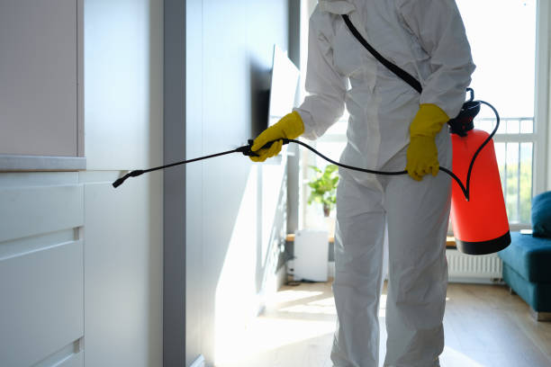 Best Attic Mold Removal  in Heyburn, ID
