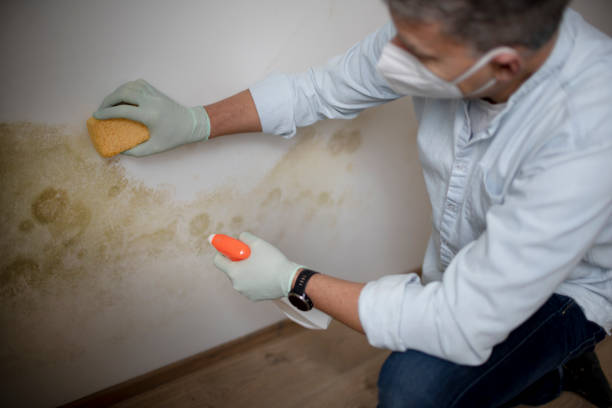Best Toxic Mold Removal  in Heyburn, ID