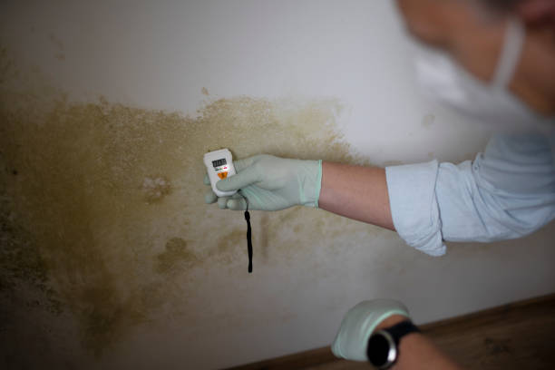 Best Mold Testing  in Heyburn, ID
