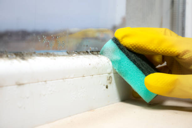 Best Mold Damage Repair  in Heyburn, ID