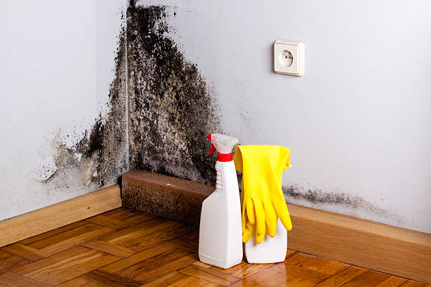 Best Toxic Mold Removal  in Heyburn, ID