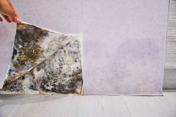 Best Fast Mold Removal  in Heyburn, ID